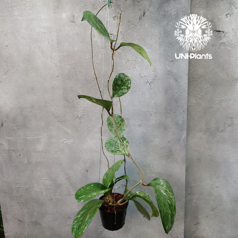 Hoya Michelle splash ホヤ ミッシェル スプラッシュ ホヤ植物 Hoya