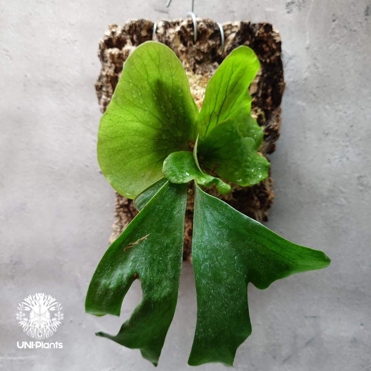 ビカクシダ ステマリア Platycerium stemaria ビカクシダ原種 植シダ