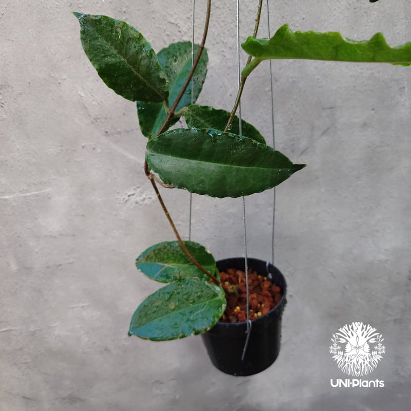 Hoya versteegii ホヤ植物 ホヤの花 希少な植物 Hoyaplants Hoya