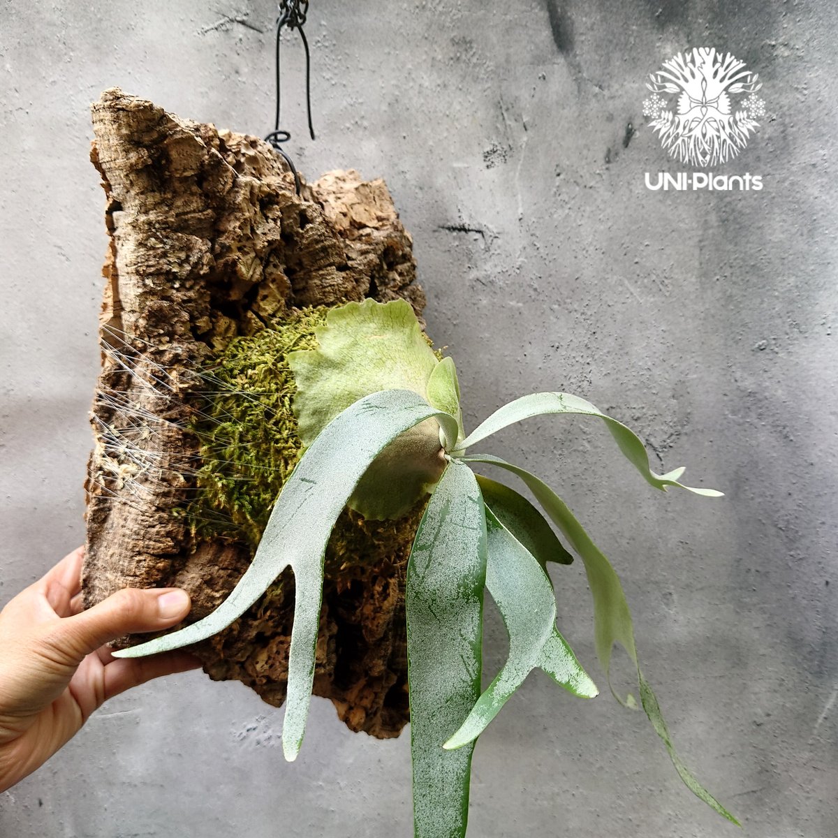 フーンシキ　Foonghsiqi ビカクシダ Platycerium Foongsiqi ビカクシダ フーンシキ ビカクシダコルク着生