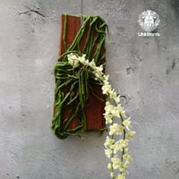 キロスキスタ ビリディフラバ Chiloschista viridiflava 着生植物 珍しい 着生蘭 着生ラン 珍奇植物 インテリア植物 ハンキング植物