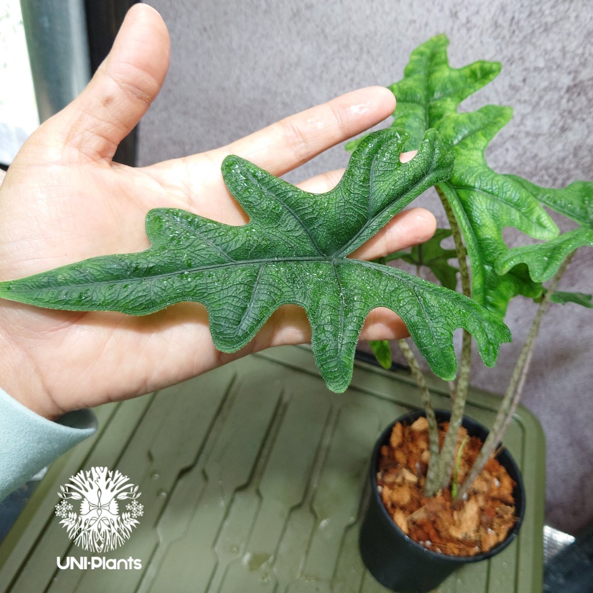Alocasia jacklyn アロカシア ジャクリン アロカシアジャック Alocasia jacklyn アロカシア ジャクリン アロカシアジャック