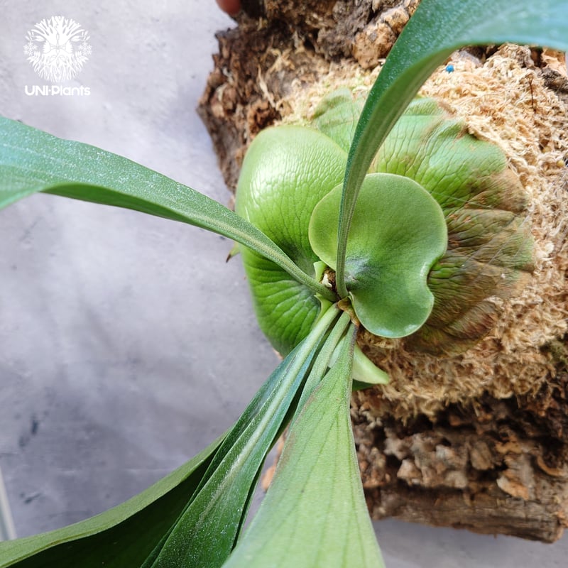 Platycerium Moose(P.hillii × P.alcicorne) ビカクシダ