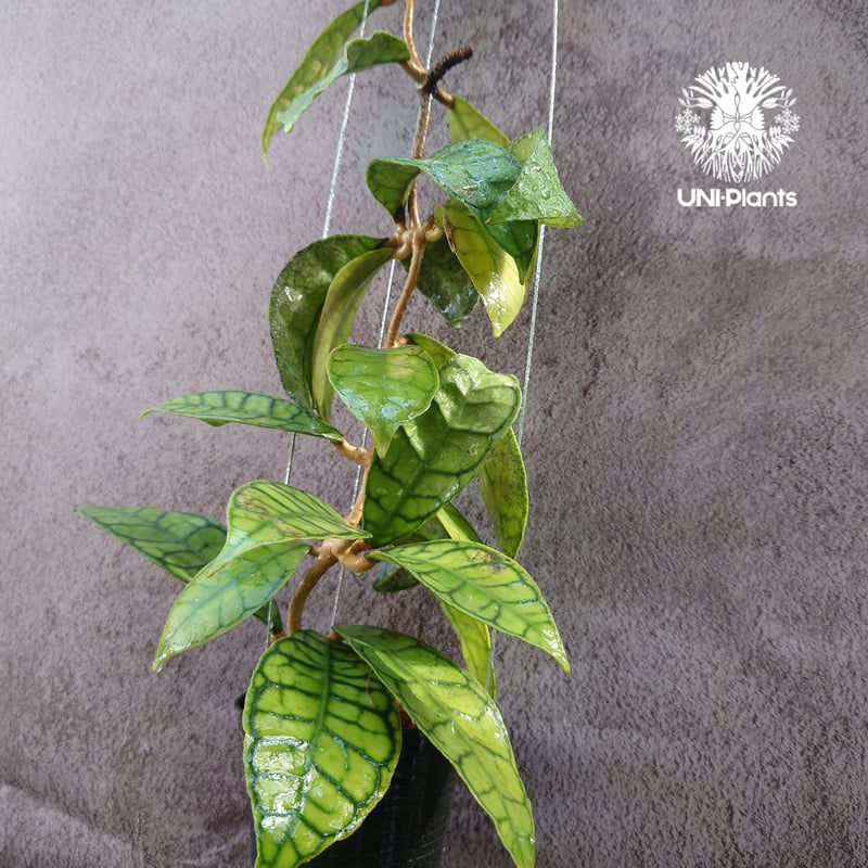 花座付き! Hoya Callistophylla short leaves ホヤ カリストフ