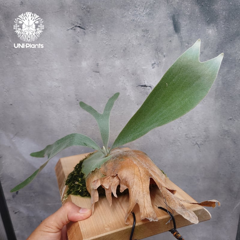 ビカクシダ ピューチャン 初入荷! ビカクシダ ピューチャン コンパクト Platycerium pewchan co