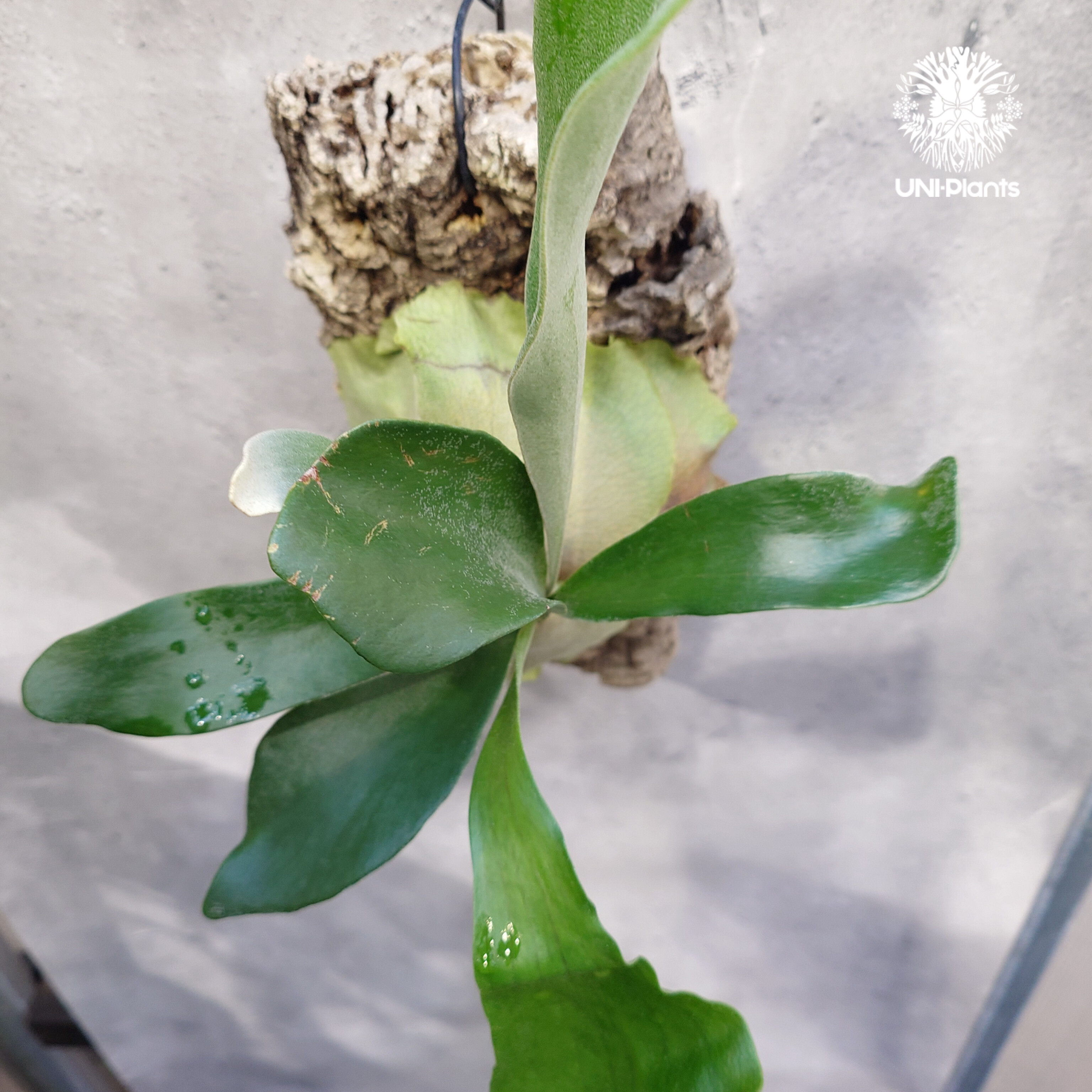 ビカクシダ アルシコルネ Platycerium alcicorne ビカクシダ アルシコルネ Platycerium alcicorne ビカクシダ原種 シダ