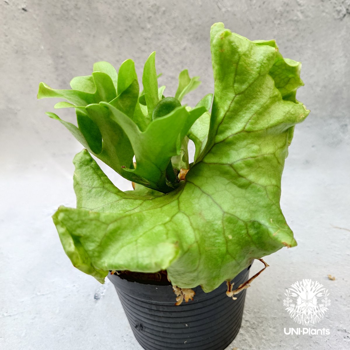 ビカクシダ リドレイ ドワーフ Platycerium ridleyi Dwarf ビカクシダ リドレイ ドワーフ Platycerium ridleyi Dwarf