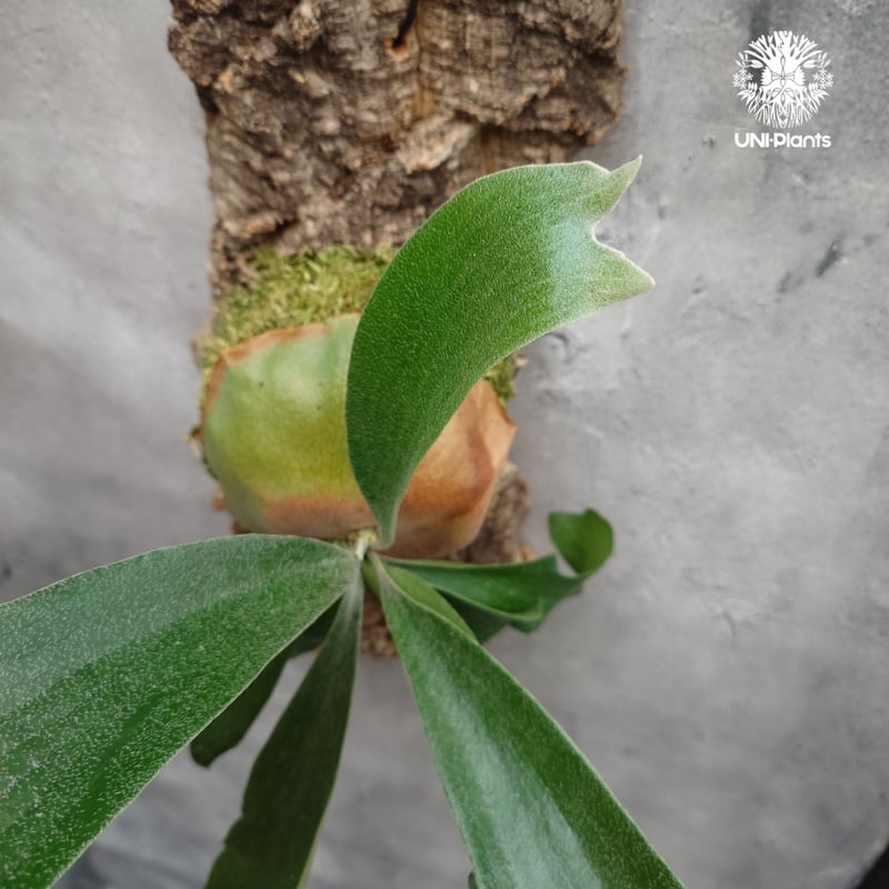 Platycerium sp.(mix spore) ビカクシダ ミックススポア ビカクシダ