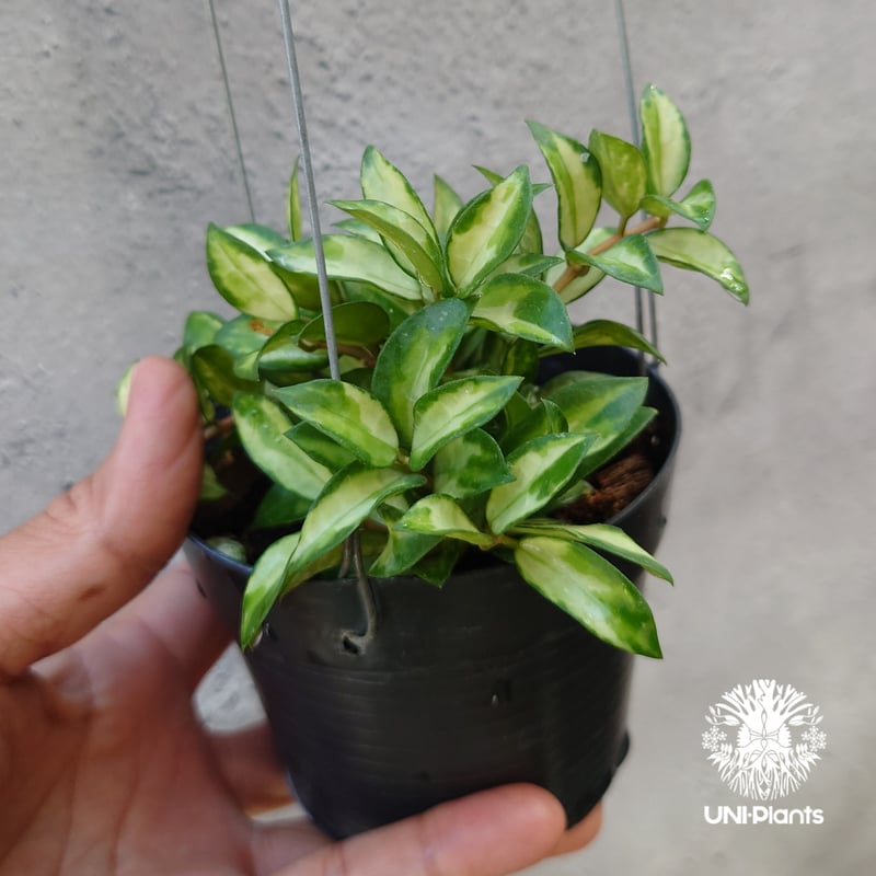 Hoya Lacunosa Bruno ホヤ ラクノーサ ブルーノ 斑入り ホヤ植物 ホヤ