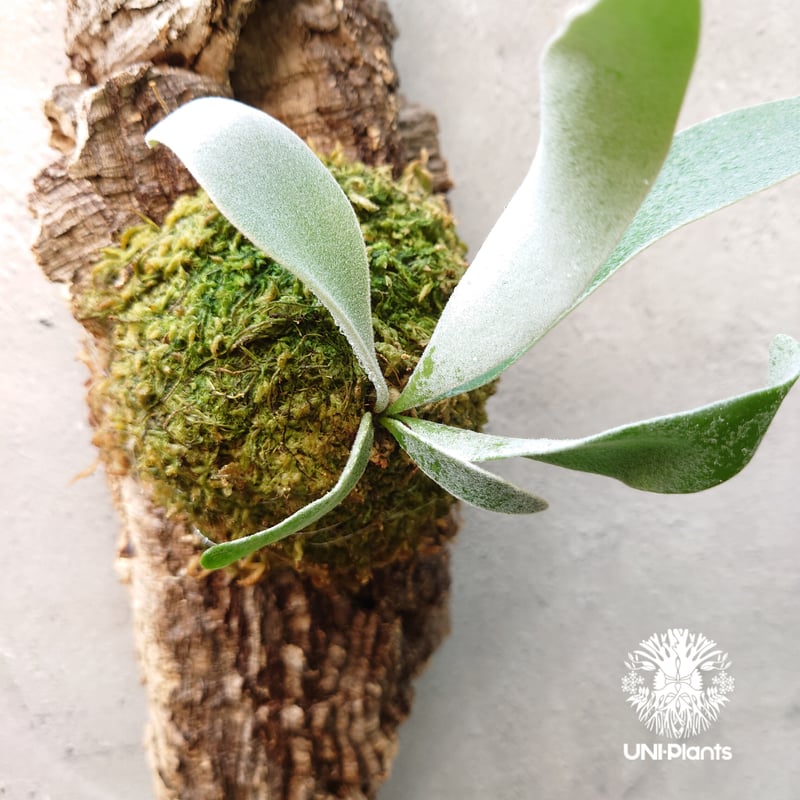 ビカクシダ ベイチー AR 1 P. veitchii AR #1 (pup) Select 【artPLANTs】 ビカクシダ