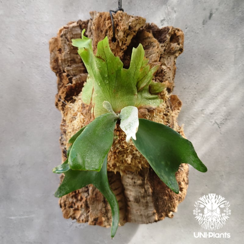 ビカクシダ　ウィリンキー　M ビカクシダ（コウモリラン）：ウィリンキー4号ポット の通販