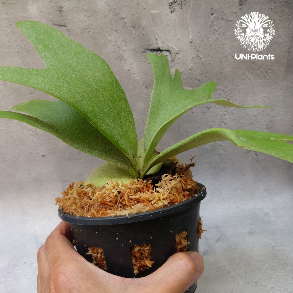 Platycerium willinckii white angel ビカクシダ ウィリンキー