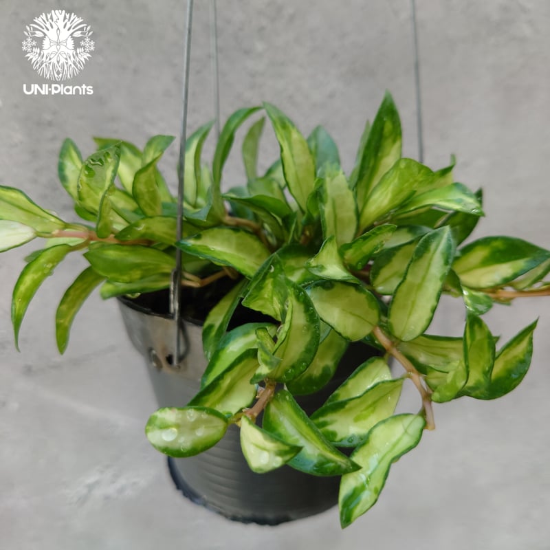 ホヤ　ラクノーサ　中斑種の３種セット Hoya Lacunosa Bruno ホヤ ラクノーサ ブルーノ 斑入り ホヤ植物 ホヤ