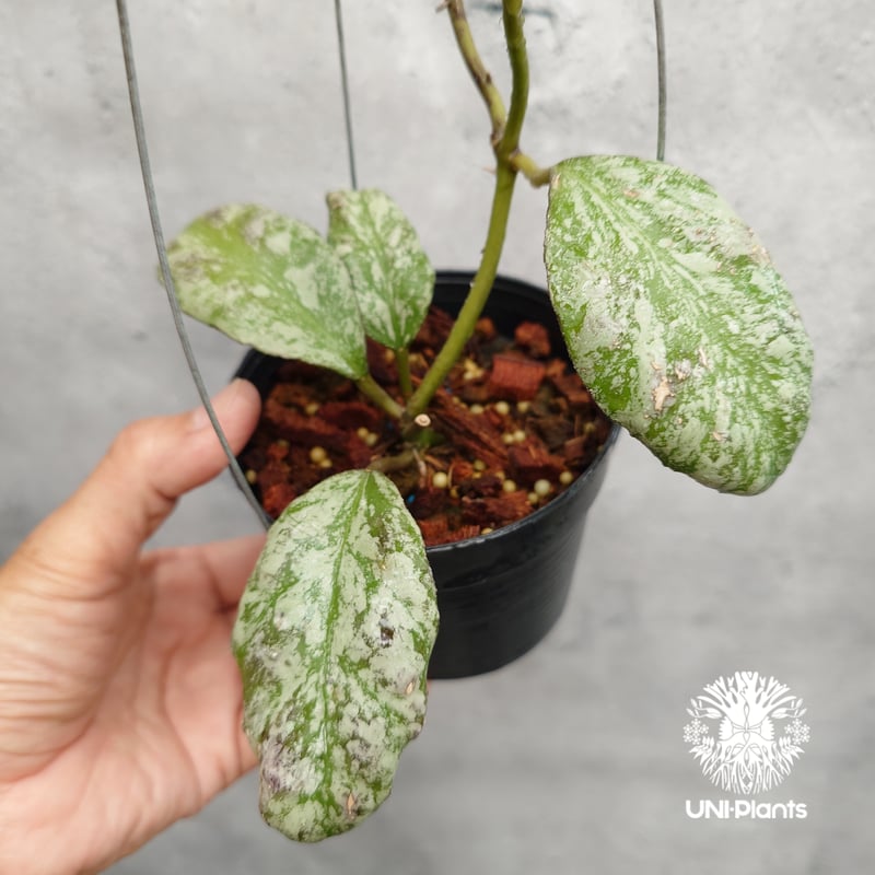 限定1株入荷 Hoya Waymaniae cloudy sky ホヤ ウェイマニアエ クラウ