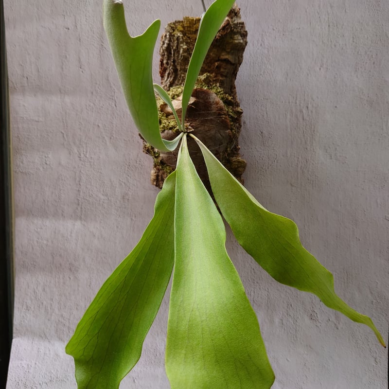 ビカクシダ ビフルカツム Platycerium bifurcatum コウモリラン