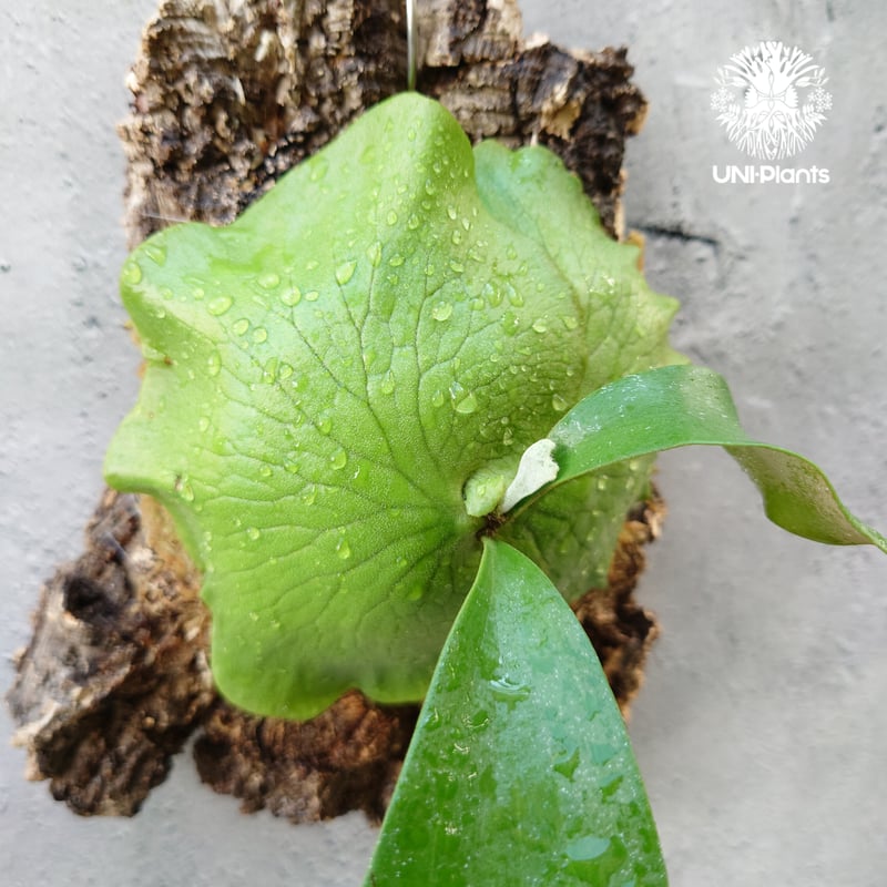 ビカクシダ アルテミス Platycerium Artemis (Alcicorne x Qu