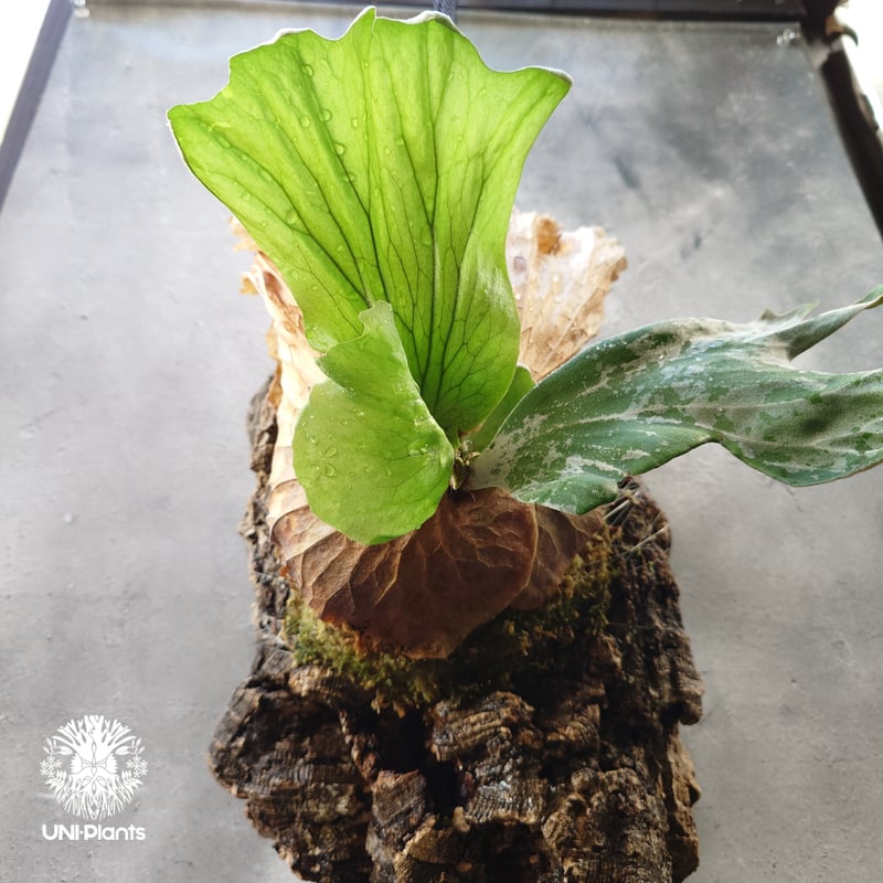 ビカクシダ ワリチー Platycerium wallichii コウモリラン