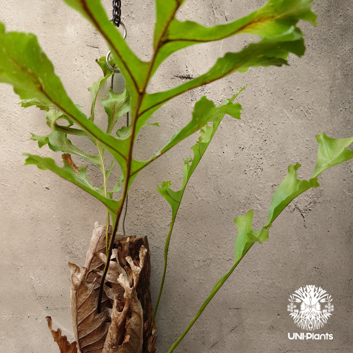 Drynaria bonii ドリナリア ボニー 流木仕立て 観葉植物 珍奇 Drynaria bonii ドリナリア ボニー 流木仕立て 観葉植物 珍奇