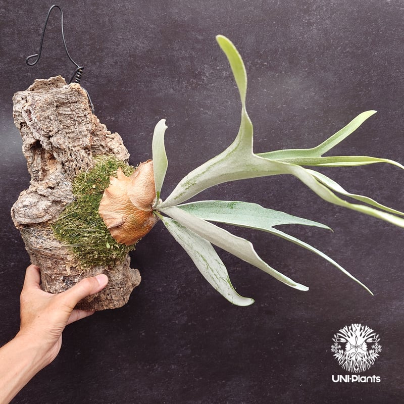 ビカクシダ ベイチー(子株) Platycerium veitchii(pup) コウモリラン