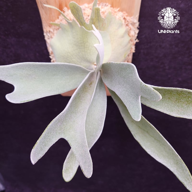 Patycerium veitchii cv. Silver frond ビカクシダ ベイチー