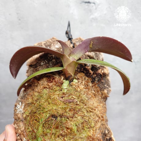 Phalaenopsis pulcherrima var Red ubon 着生植物 洋ラン 着生蘭 着生ラン 着生コルク ハンキング植物