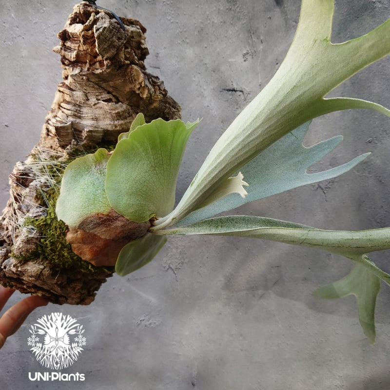 ビカクシダ ベイチー シルバーフロンド Patycerium veitchii cv. Sil