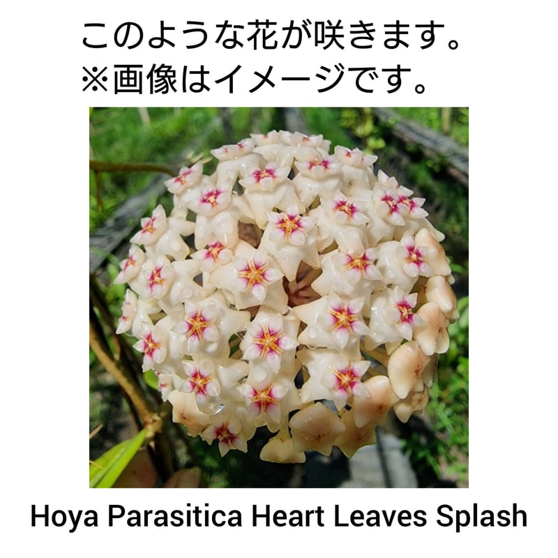Hoya Parasitica Heart Leaves Splash ホヤ パラシティカ ハ