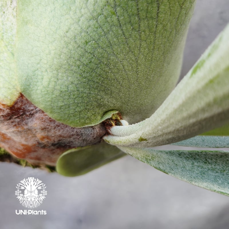 ビカクシダ ベイチー シルバーフロンド Patycerium veitchii cv