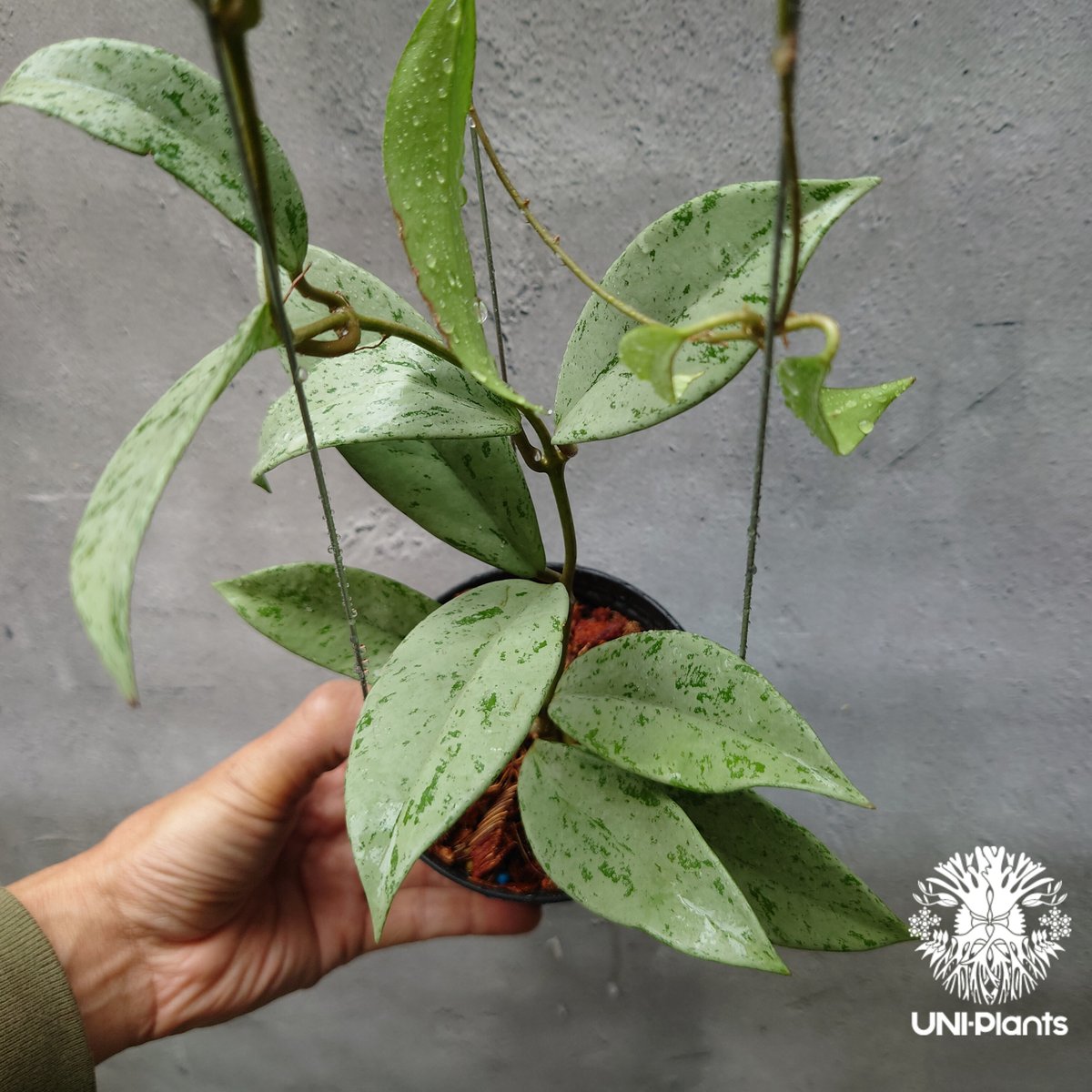 Hoya Pubicalyx silver ghost 希少 ホヤ プビカリクス シルバー Hoya Pubicalyx silver ghost 希少 ホヤ プビカリクス シルバー