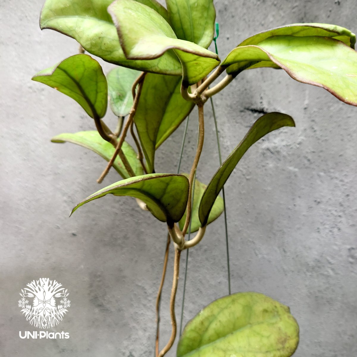 Hoya Mojii ホヤ植物 ホヤの花 珍しい 希少 つる性 つる性植物