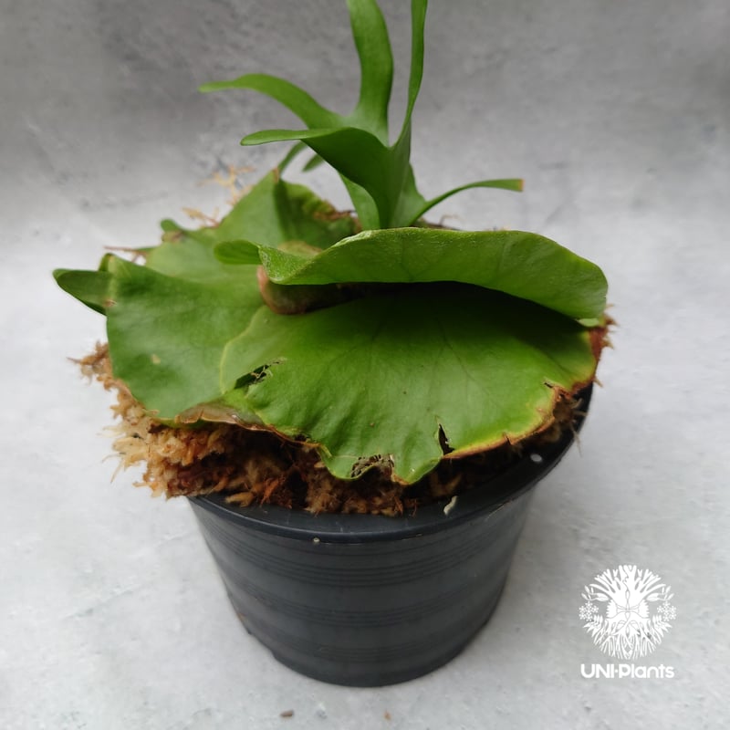 ビカクシダ キッチャクード シンリーフ Platycerium Kitshakood thin