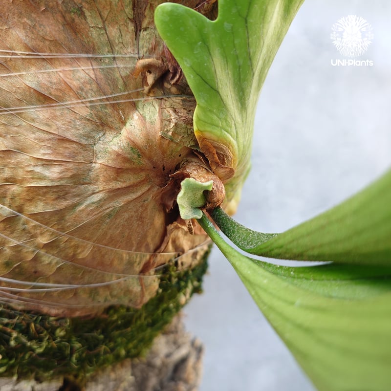 Platycerium coronarium Thin ビカクシダ コロナリウム シン ビカク