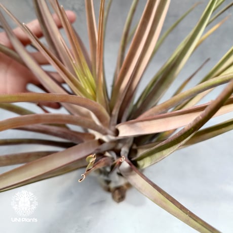 Tillandsia novakii チランジアノバキー Tillandsia インテリア植物 エアープランツ エアプランツ ティランジア
