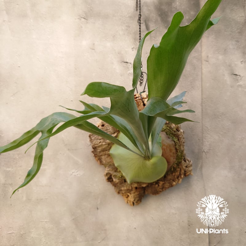 ビカクシダ アルシコルネ ❁ P.alcicorne Madagascar 'compact' ﾌﾟﾗﾃｨｹﾘｳﾑ ｱﾙｼｺﾙﾈ