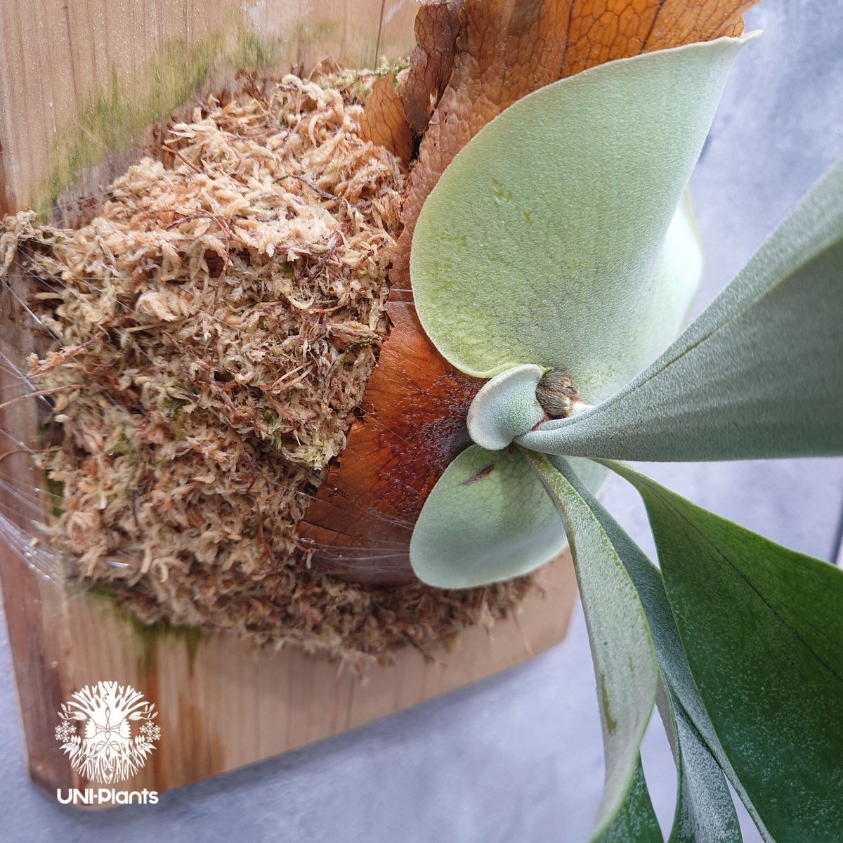 Platycerium Khok Kruat (spore) ビカクシダ コック クルアット( Platycerium Khok Kruat (spore) ビカクシダ コック クルアット(