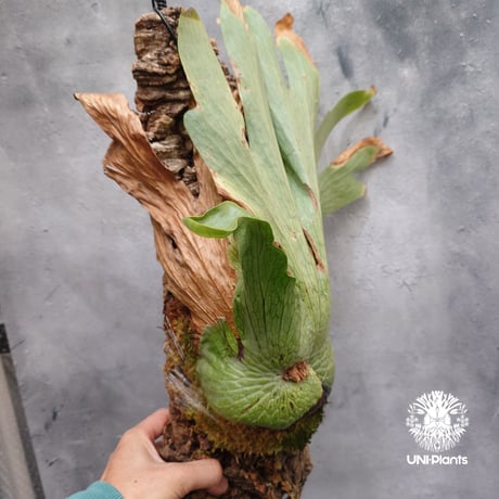 Platycerium wandae wild ビカクシダ ワンダエ ワイルド株  ビカクシダ原種 シダ植物 ビカクシダコルク付け