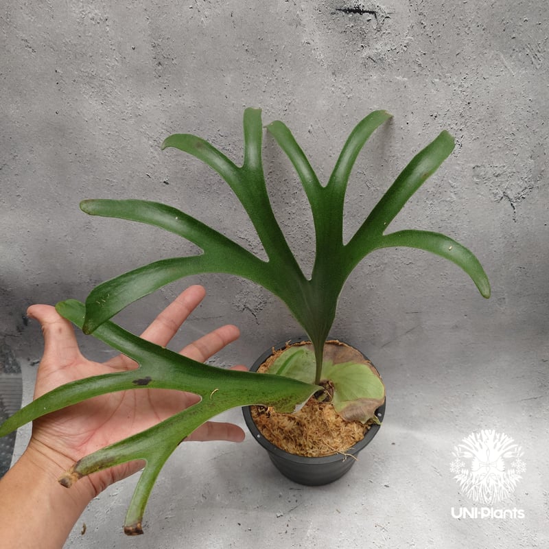 Platycerium alcicorne var.Madagascar ビカクシダ アルシコ