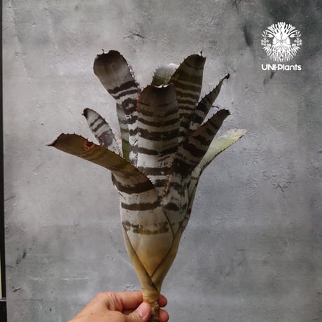 エクメアチャンティニーブラックアイス | STORES