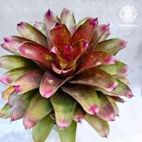 Neoregelia J.S.Red compact ネオレゲリア Neoregelia ブロメリア科 ネオレゲリア属 タンク系植物 着生植物