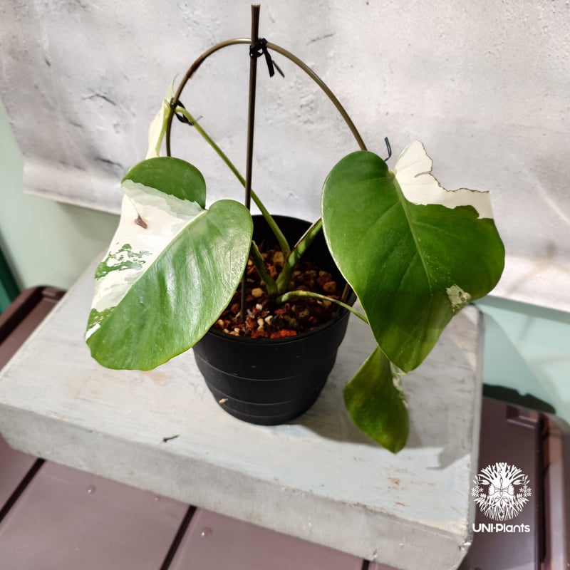 Monstera borsigiana Alboモンステラ・ボルシギアナ・アルボ Monstera Borsigiana Albo Variegated High | 6