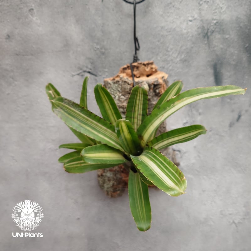 Neoregelia 'Palmares' ネオレゲリア・パルマレス ネオレゲリア Neore