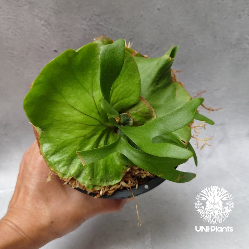 ビカクシダ キッチャクード シンリーフ Platycerium Kitshakood thin