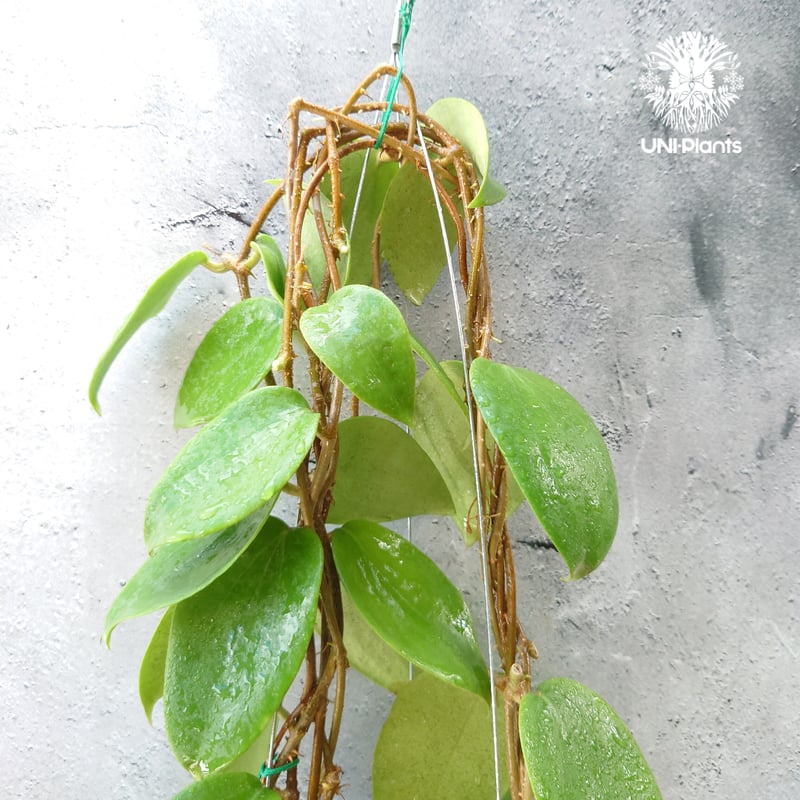 ホヤ アルドリッチ Hoya aldrichii ホヤ植物 サクララン Hoyaplants
