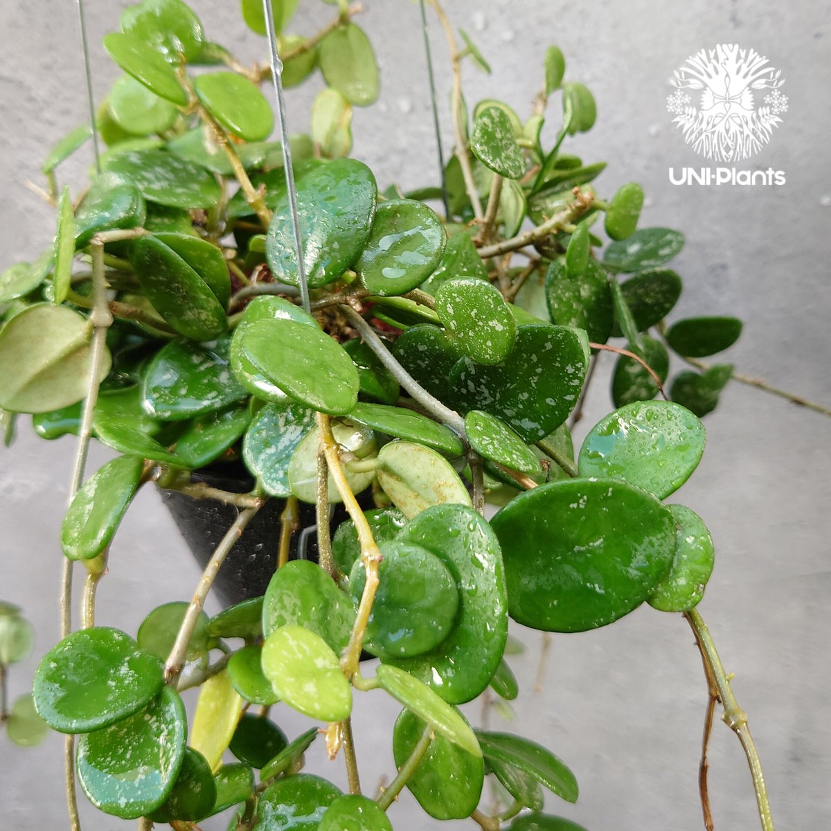 ホヤ マチルダ 斑入り Hoya Mathilde splash ホヤ マチルダ スプラッシュ ホヤ植物