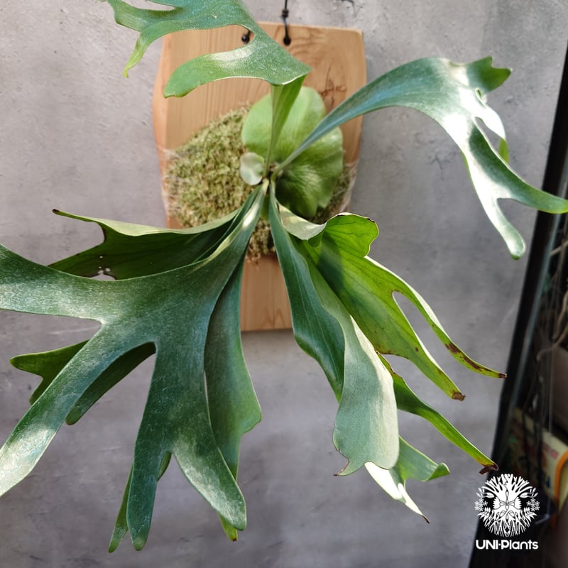 Platycerium Moose(P.hillii × P.alcicorne) ビカクシダ