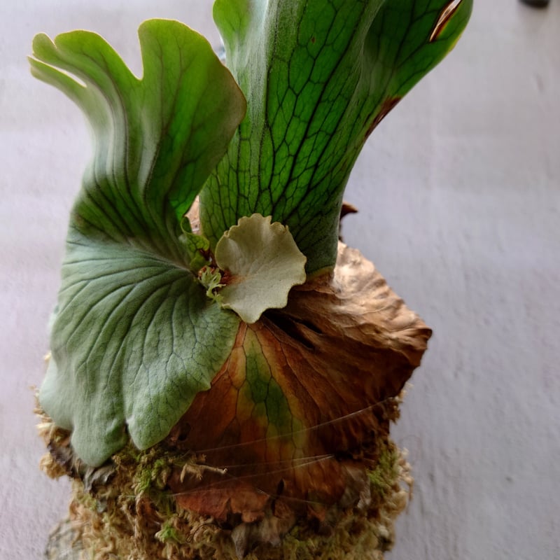 ビカクシダの女王 ワンダエ　Platycerium wandae⑦大きめ大迫力 ビカクシダの女王 ワンダエ Platycerium wandae⑦大きめ大迫力