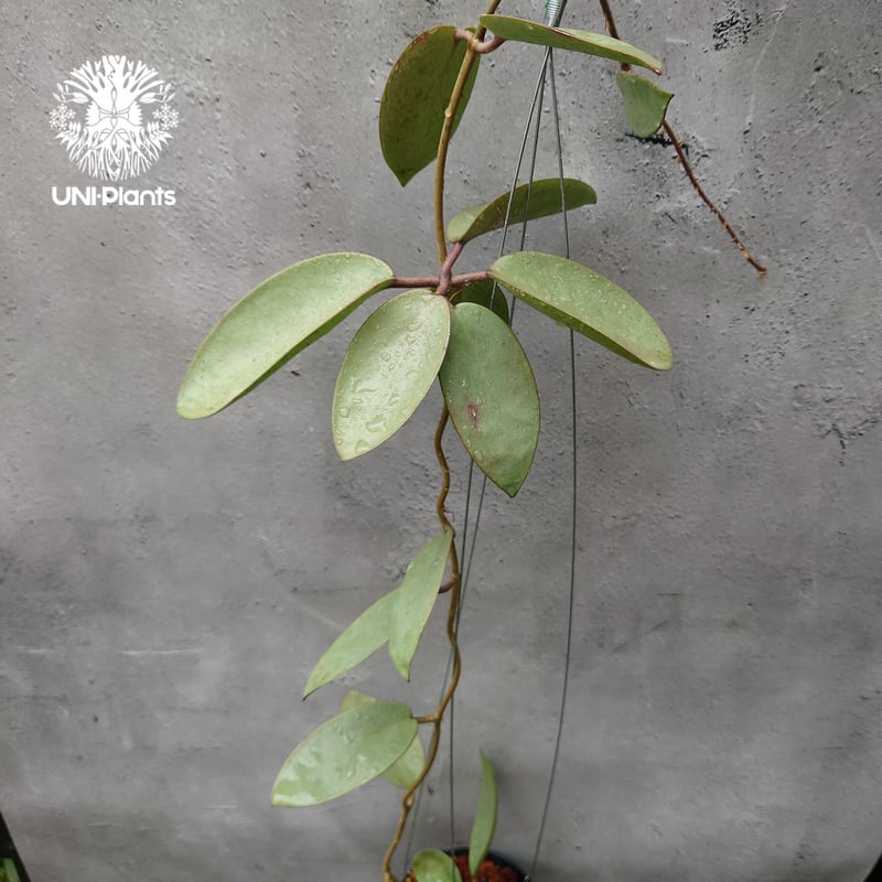 Hoya Silver dollar ホヤ シルバー ダラー ホヤ 希少 ホヤ植物