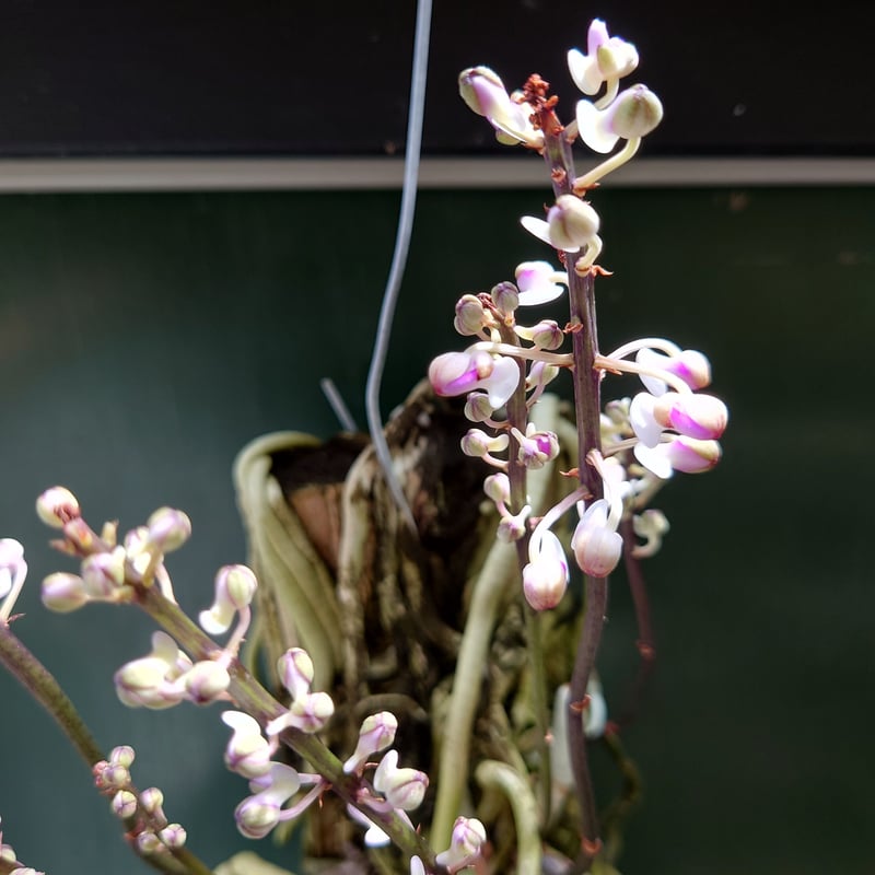 セイデンファデニア ミトラタ Seidenfadenia mitrata 開花しま