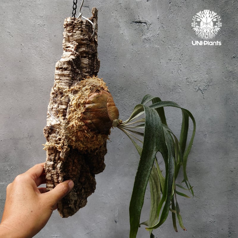 ビカクシダ　P.Mt.Lewis thin dwarf Platycerium sp.Mt.Lewis Thin & dwarf `Little ki