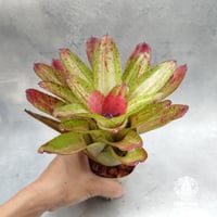 Neoregelia Chili verde ネオレゲリア Neoregelia ブロメリア科ネオレゲリア属
